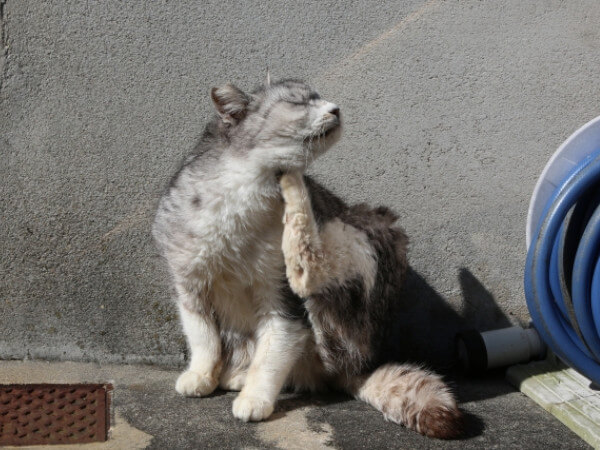 猫のアレルギー性皮膚炎の原因