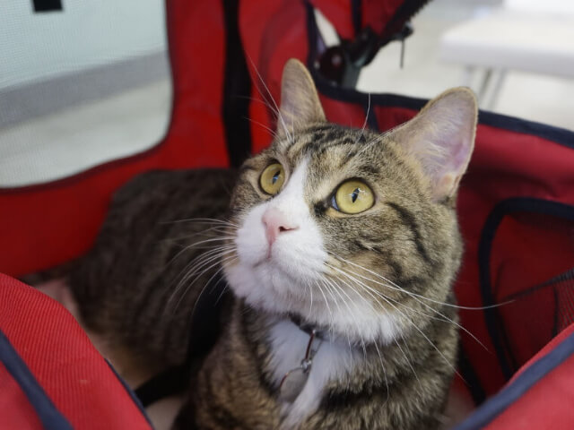 猫の風邪は人間にうつる？