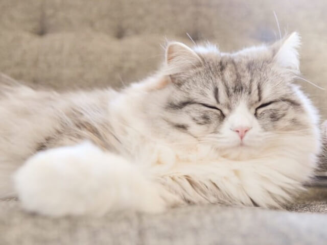 猫の風邪の治療方法について