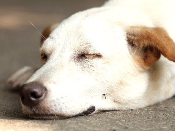 フィラリア予防薬を通販する前に「フィラリア」について知っておこう