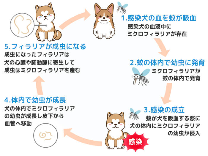 フィラリアの感染経路