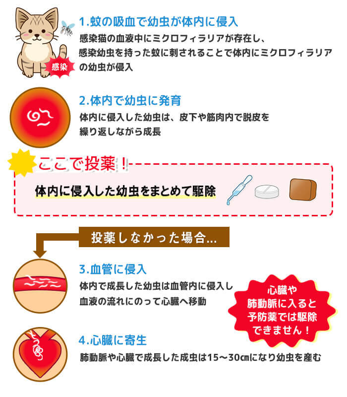 フィラリアは予防が大切