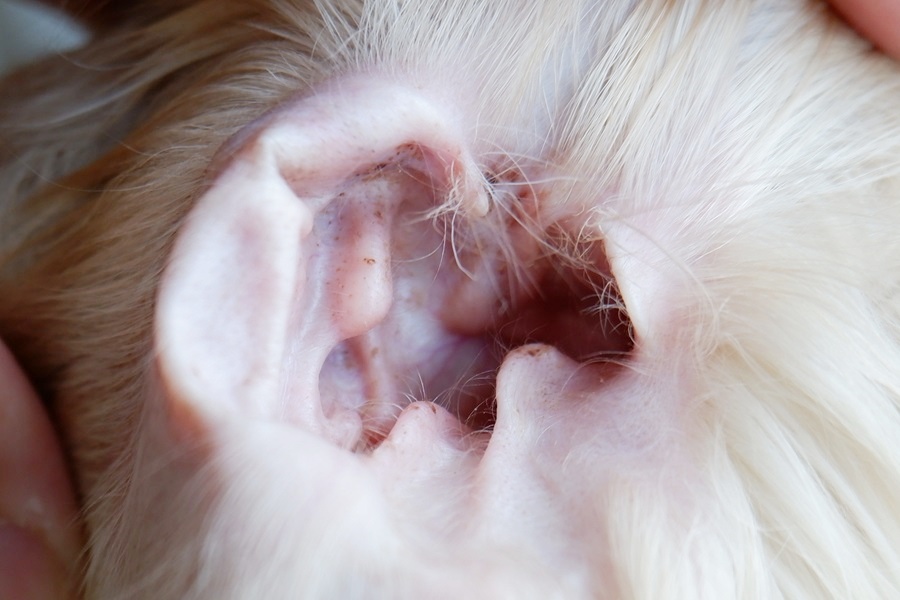 汚れがみられる犬の耳の写真