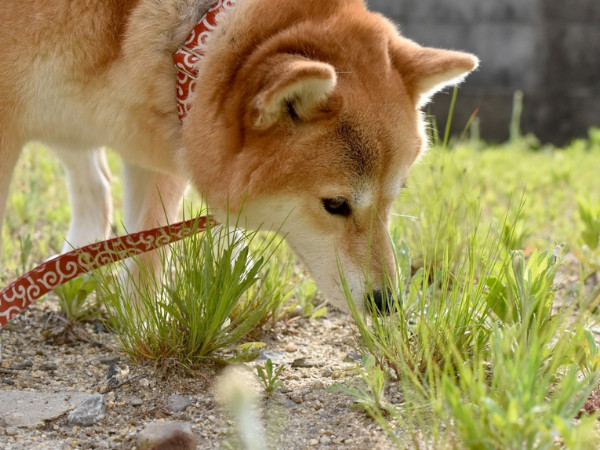 マダニはどこに生息している?