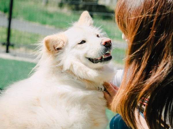 マダニ対策をしていないとどうなる?