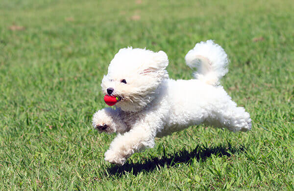 マラセチア皮膚炎にかかりやすい犬種