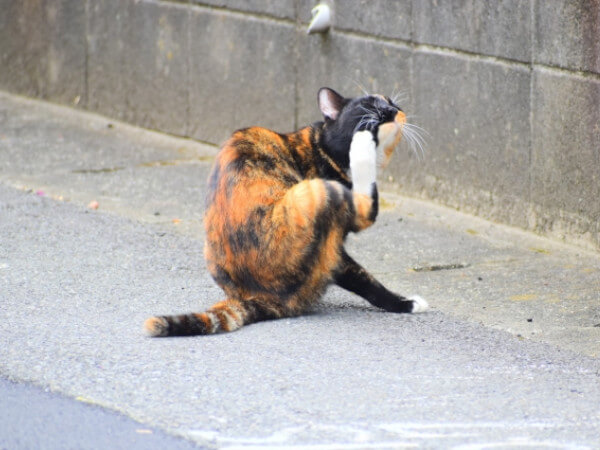 マラセチアが原因の病気と症状