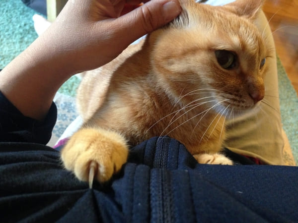 猫の耳掃除は必要？