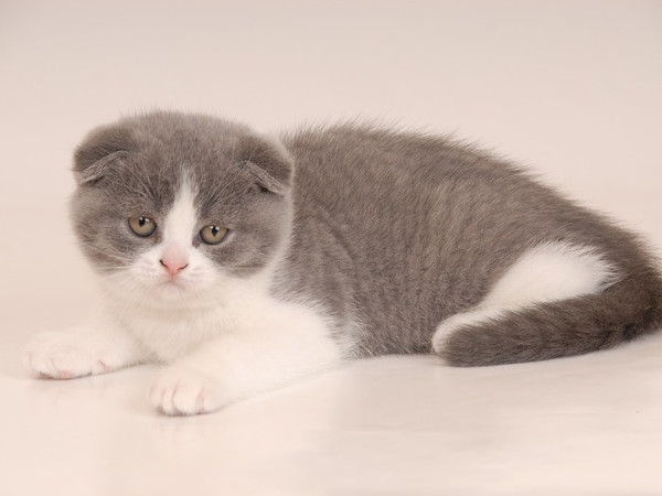 外耳炎にかかりやすい猫種は？