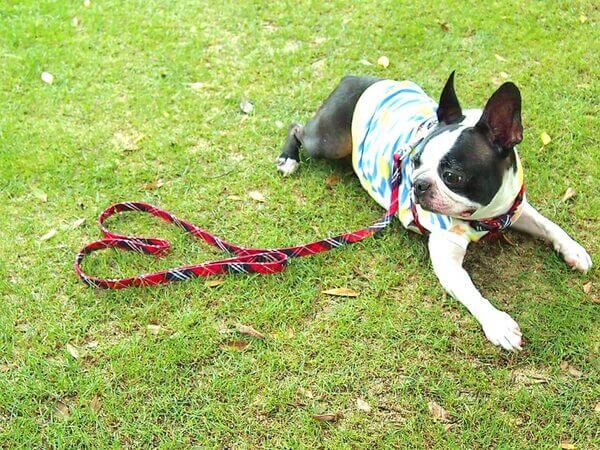 犬に虫下しは必要か?