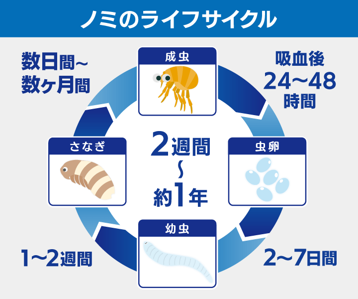 ノミのライフサイクル