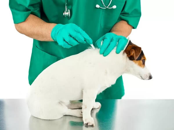 犬にノミがついていた場合の取り方