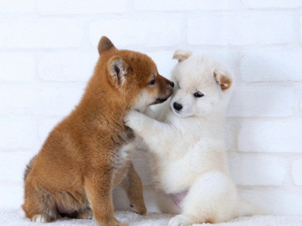 子犬への予防は生後2か月から