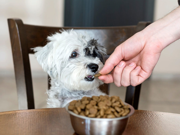 食べるタイプの予防薬を吐いちゃったら？