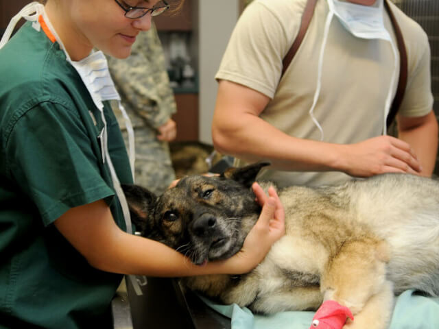 犬の尿路結石の治療