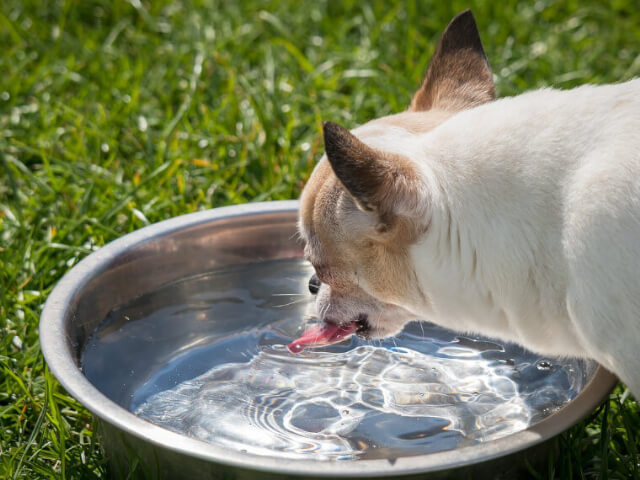 犬の尿路結石は予防できる？