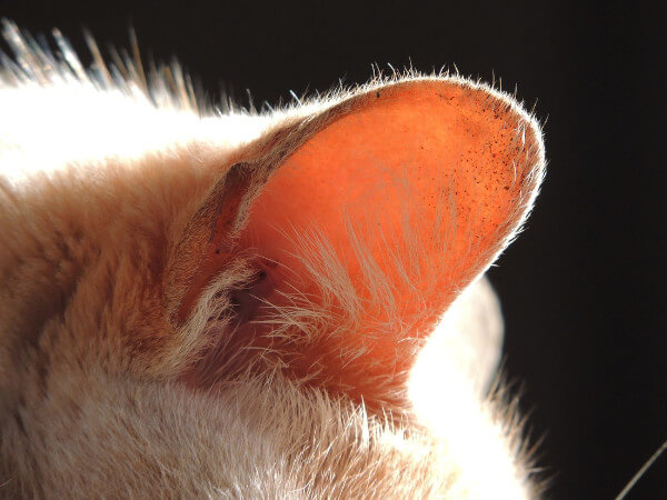 猫にも耳のお掃除は必要！