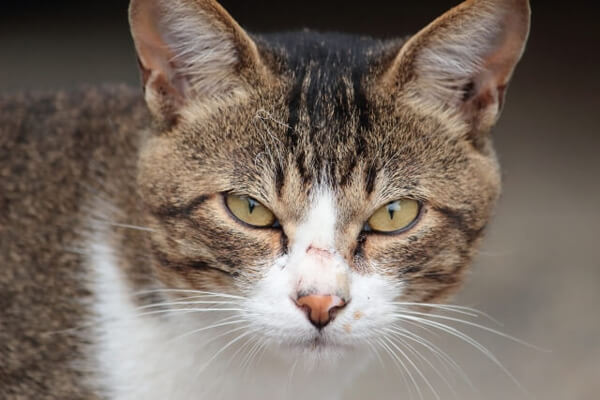 犬が薬を飲まないのはなぜ？