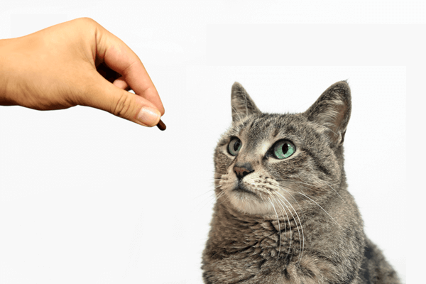 猫の薬の種類と飲ませ方